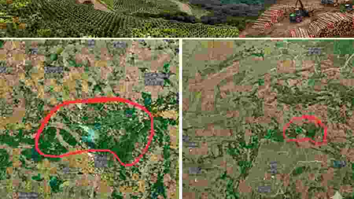 Adani Group Plants Over 1 Million Trees To Make Chhattisgarh Coal Mine Green