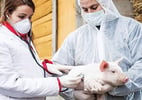 Swine Flu Outbreak in India: Over 20,000 Cases and 347 Deaths Reported as Infections Surge