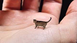 World’s Smallest Cat