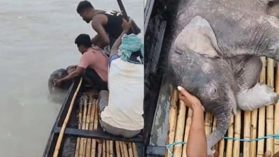 4-Day-Old Elephant Calf Swept Away in Teesta River Rescued and Reunited With Mother in North Bengal
