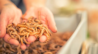 Worms giving permanent solutions for plastic related issues?
