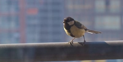 The stressful life of birds