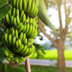 What is the reason for extinction of the world’s most popular banana?