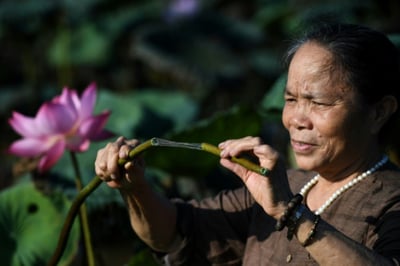 Why is Lotus silk so expensive?