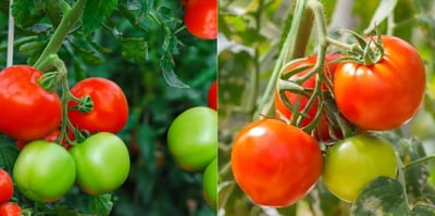 Tomato may be away from many plates? Rs.100 per kg in major cities of India.