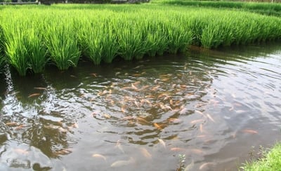 Rice-Fish Farming System in India to enhance agricultural output?