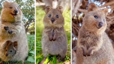 World’s Happiest Animal