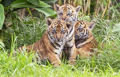 The Iconic Tiger: A Symbol of Strength and the Need for Conservation